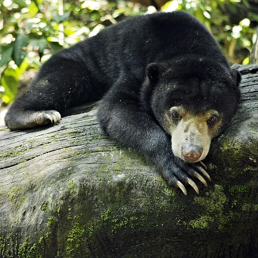 Malaysian Sun Bear