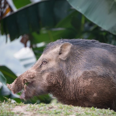 Wild Boar