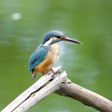 Common Kingfisher