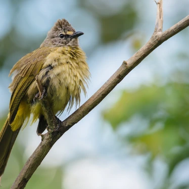 Flavescent Bulbul