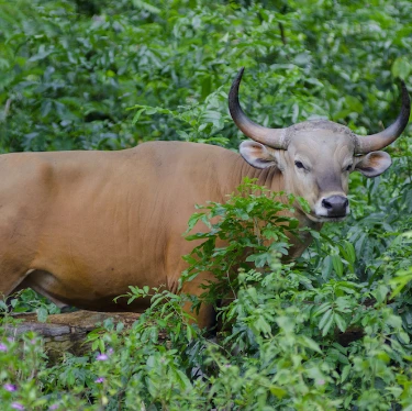 Banteng