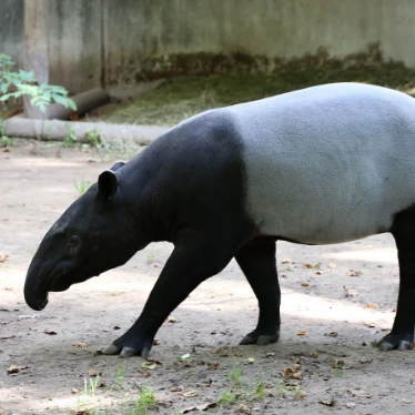 Malayan Tapir
