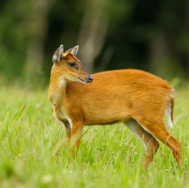 Barking Deer