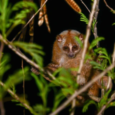 Sunda Slow Loris