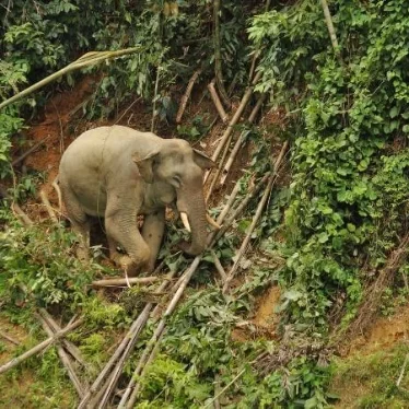 Asian Elephant