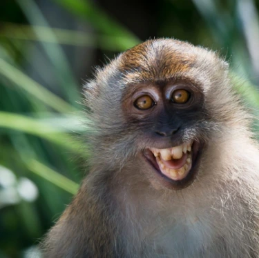 Long-tailed macaque