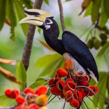 Hornbill