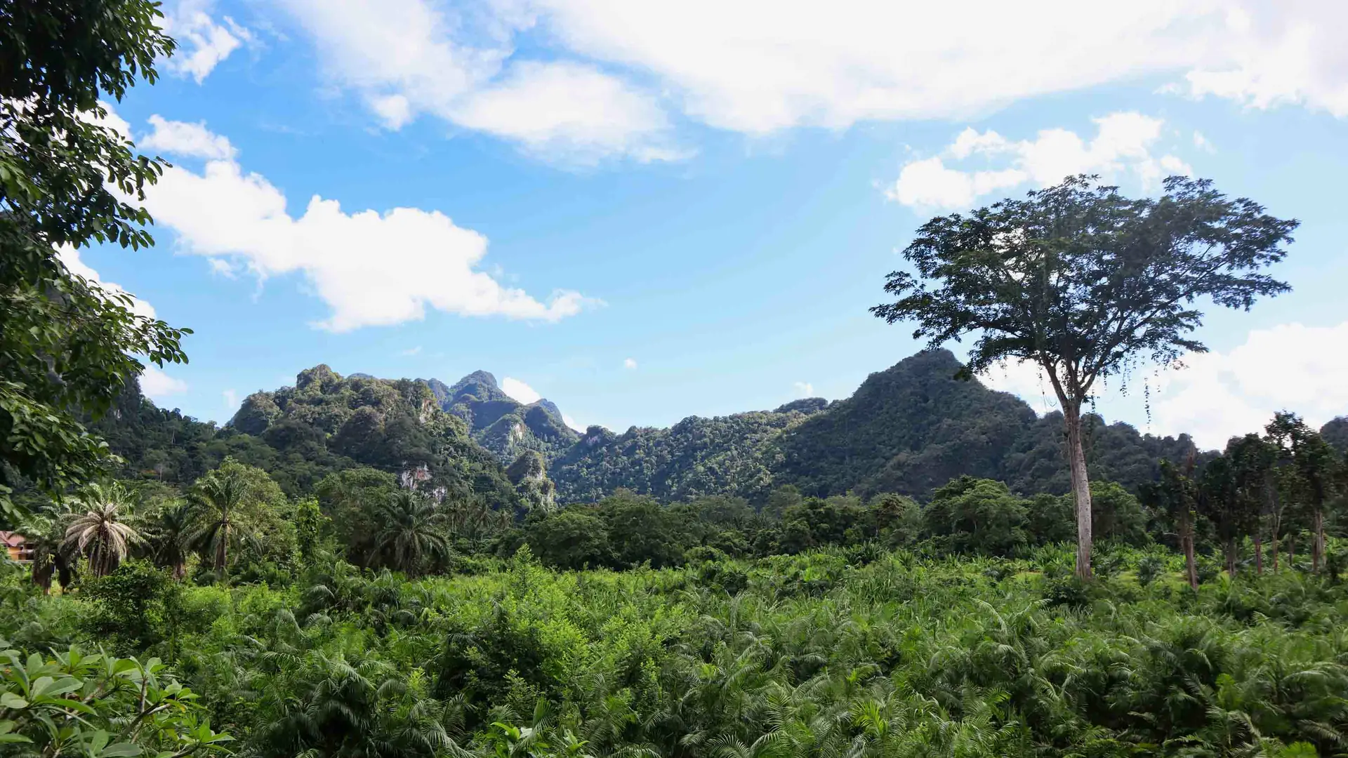 Limestone karsts of Khao Sok National Park rising behind the rainforest at Anurak Lodge