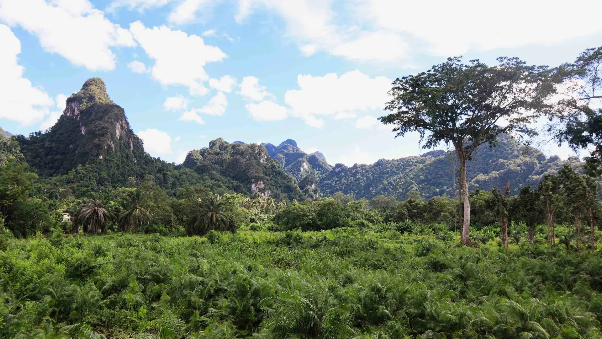 Limestone karsts standing over the Khao Sok rainforest